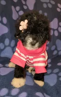 Molly, a female Maltipoo for sale in Covina, CA – 7 of 8