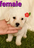 Lucky, a male Poodle - Toy  for sale in Irving, TX – 1 of 2