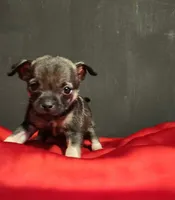 APPLEHEAD RITA TEACUP, a female Chihuahua for sale in Fontana, CA – 2 of 3