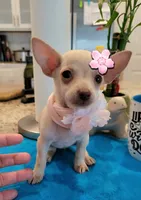 Lil lucy, a female Chihuahua for sale in Covina, CA – 6 of 8