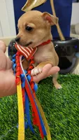 Max , a male Chihuahua for sale in Dallas, TX – 4 of 4
