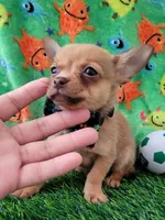 LIL TINY JERRY, a male Chihuahua for sale in Dallas, TX – 3 of 7