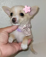 Molly, a female Chihuahua for sale in Dallas, TX – 2 of 4