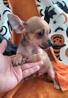 Jerry, a male Chihuahua for sale in Mesquite, TX – 3 of 5