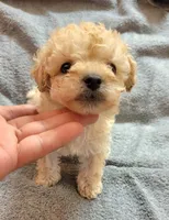 Miniature POODLE MALE, a male Poodle - Toy  for sale in Dallas, TX – 2 of 3