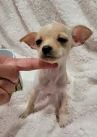 T-CUP TAQUITO, a male Chihuahua for sale in Dallas, TX – 2 of 4