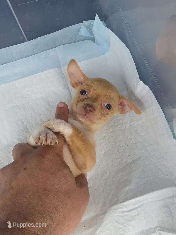 PAQUITO  – Chihuahua puppy for sale in Dallas, TX