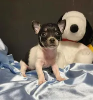 Lil TINY TIM, a male Chihuahua for sale in Moreno Valley, CA – 2 of 4