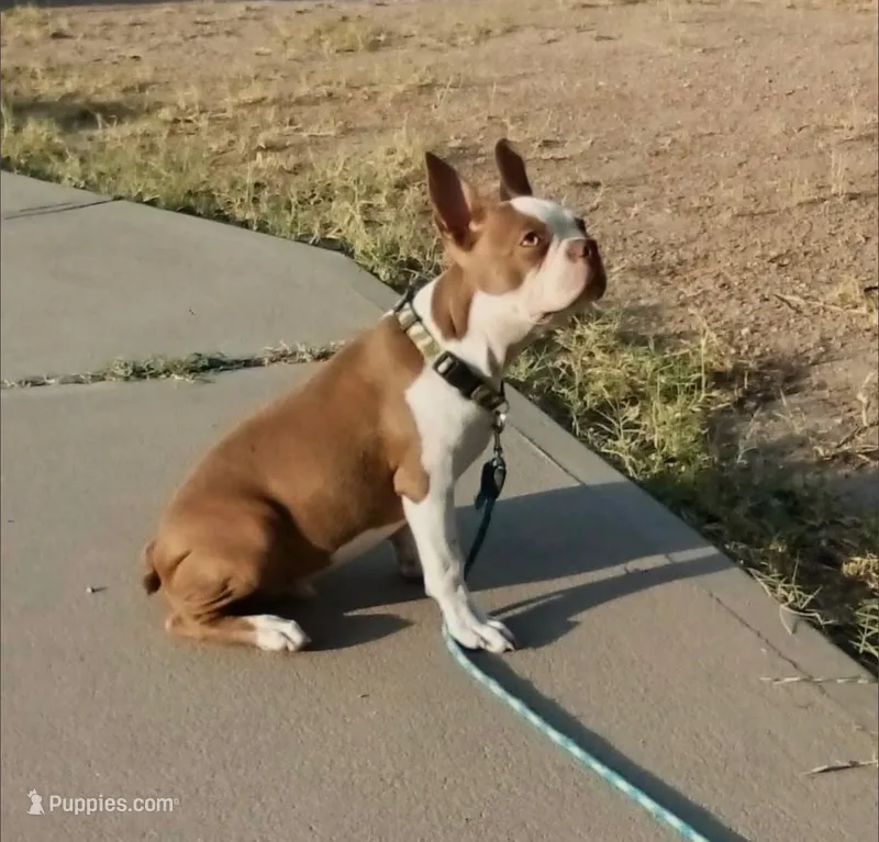BRUNO – Boston Terrier puppy for sale in Fontana, CA