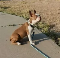 BRUNO, a male Boston Terrier for sale in Fontana, CA – 1 of 5