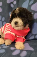 ROSY, a female Maltipoo for sale in Covina, CA – 4 of 7