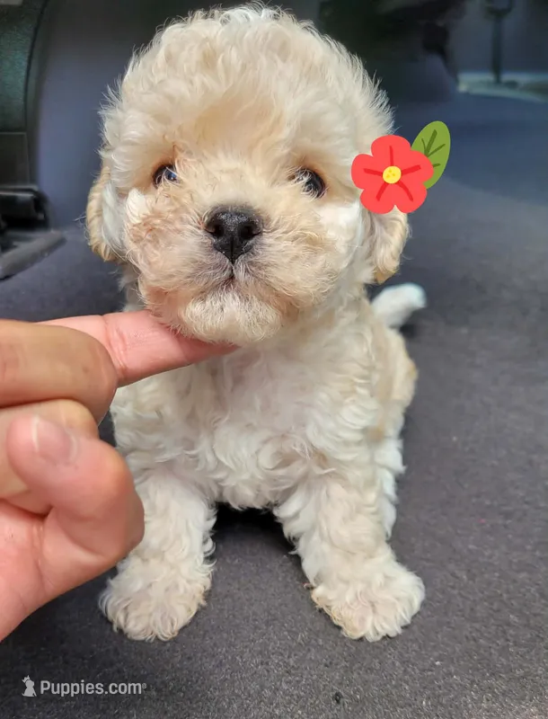 RITA – Poodle - Toy  puppy for sale in Dallas, TX