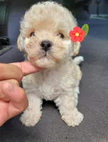RITA, a female Poodle - Toy  for sale in Dallas, TX – 1 of 2