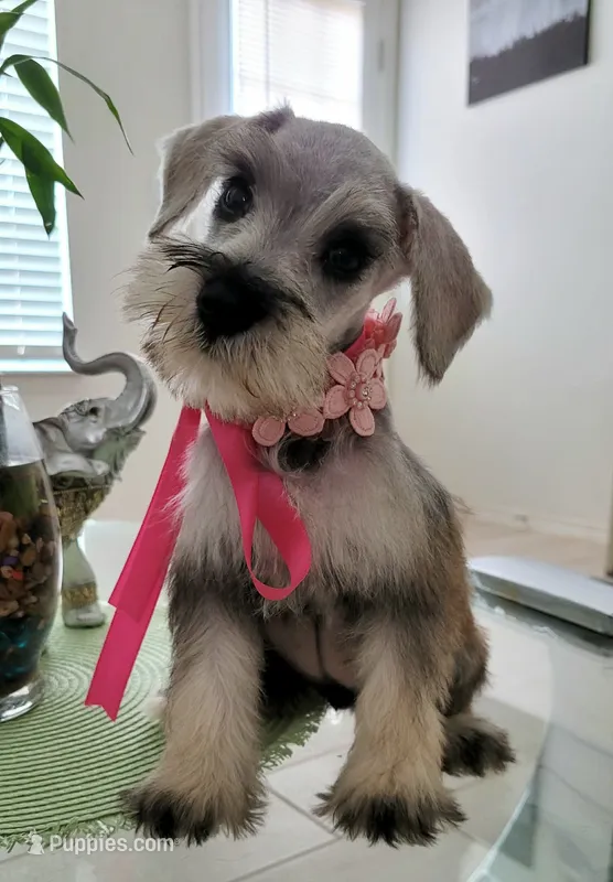 LADY – Miniature Schnauzer puppy for sale in Dallas, TX