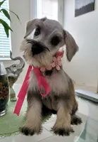 LADY, a female Miniature Schnauzer for sale in Fontana, CA – 4 of 5
