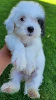 Max , a male Maltipoo for sale in Fontana, CA – 3 of 5