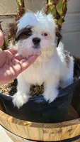 COCO , a male Shih Tzu for sale in Elizabeth, NJ – 7 of 7