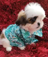 COCO , a male Shih Tzu for sale in Dallas, TX – 4 of 7