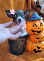 TEACUP ZELDA, a female Chihuahua for sale in Fontana, CA – 1 of 4