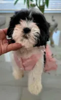 SASSY, a female Shih Tzu for sale in Dallas, TX – 4 of 4