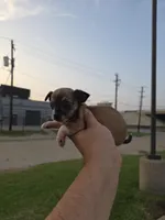 TEACUP MITSI, a female Chihuahua for sale in Dallas, TX – Photo 2 of 8