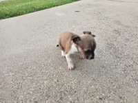 TEACUP MITSI, a female Chihuahua for sale in Dallas, TX – Photo 8 of 8