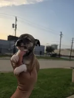 TEACUP MITSI, a female Chihuahua for sale in Dallas, TX – Photo 3 of 8