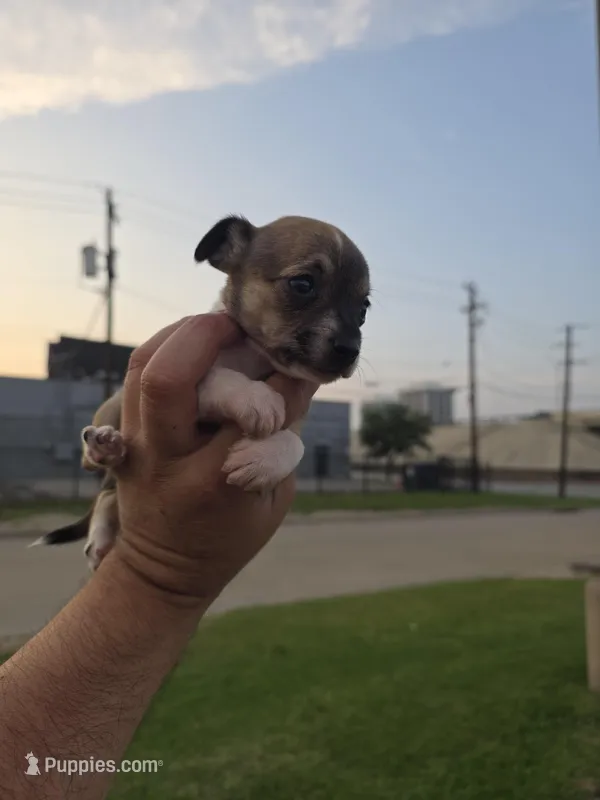 TEACUP MITSI – Chihuahua puppy for sale in Dallas, TX