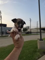 TEACUP MITSI, a female Chihuahua for sale in Dallas, TX – Photo 6 of 8