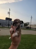 TEACUP MITSI, a female Chihuahua for sale in Dallas, TX – Photo 4 of 8