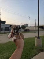 TEACUP MITSI, a female Chihuahua for sale in Dallas, TX – Photo 7 of 8