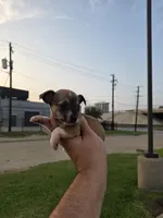 TEACUP MITSI, a female Chihuahua for sale in Dallas, TX – Photo 5 of 8