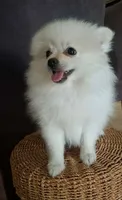 TINY MALE POMERANIAN , a male Pomeranian for sale in Fontana, CA – 3 of 3