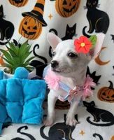TEACUP TINA, a female Chihuahua for sale in Fontana, CA – 4 of 4