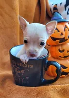 TEACUP TAQUITO, a male Chihuahua for sale in Fontana, CA – 4 of 4