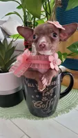 LIL TEACUP MITZI, a female Chihuahua for sale in Katy, TX – 2 of 10