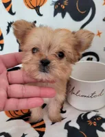 LIL TEACUP MORKIE 1, a male Morkie for sale in Moreno Valley, CA – 8 of 9