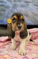 VILMA, a female Basset Hound for sale in Dallas, TX – 4 of 7