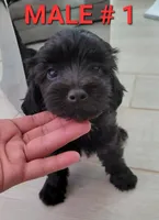 Benji, a  Maltipoo for sale in Dallas, TX – 1 of 2