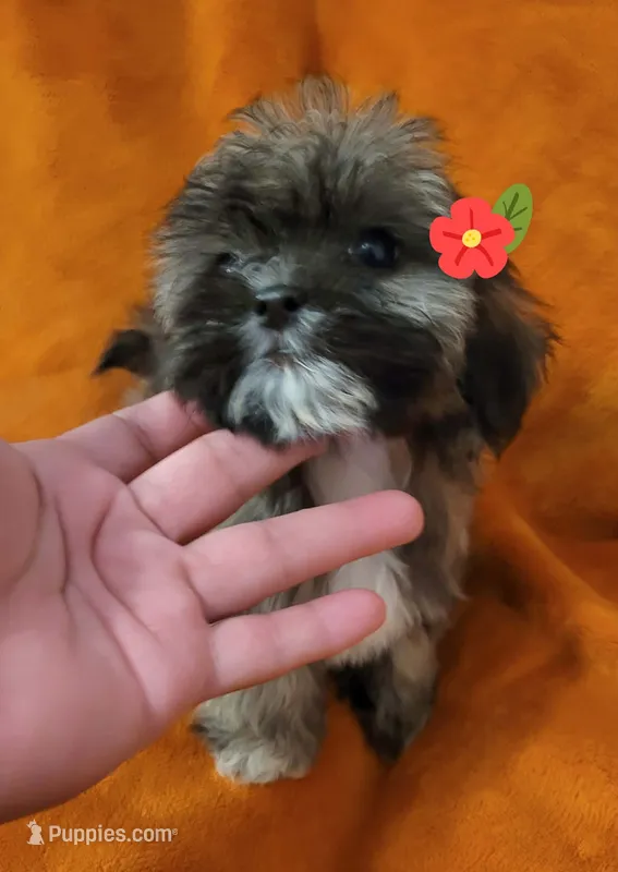 Lucy – Shih Tzu puppy for sale in Arlington, TX