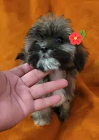 Lucy, a female Shih Tzu for sale in Arlington, TX – 1 of 4