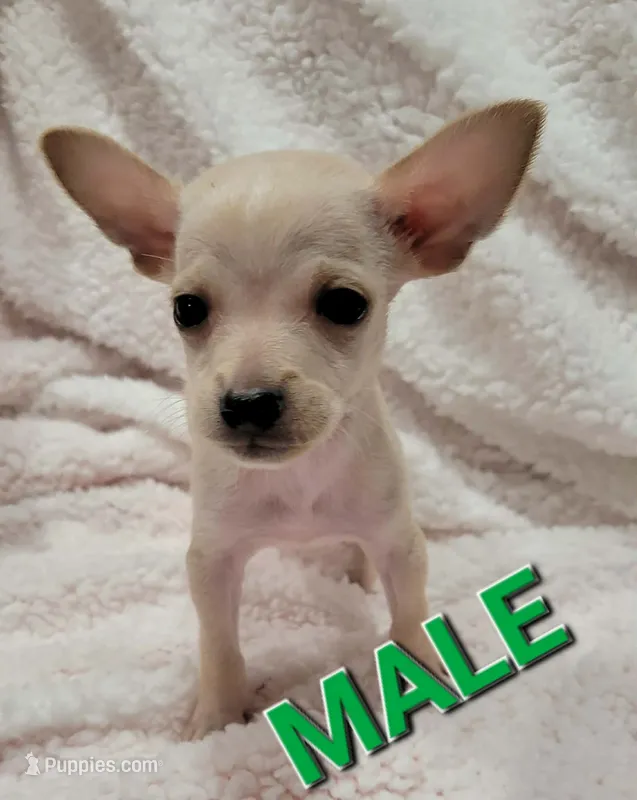 Max  – Chihuahua puppy for sale in Los Angeles, CA