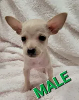 TEACUP MAX, a male Chihuahua for sale in Los Angeles, CA – 1 of 4