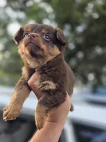 LONGCOAT ZELDA, a female Chihuahua for sale in Dallas, TX – 3 of 10