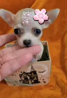 TeaCUP MITSI( DELIVERY AVAILABLE), a female Chihuahua for sale in Fontana, CA – 1 of 3