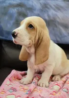 SASSY, a female Basset Hound for sale in Dallas, TX – 4 of 6