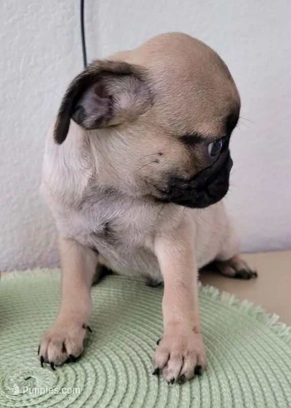 OTIS  – Pug puppy for sale in Dallas, TX