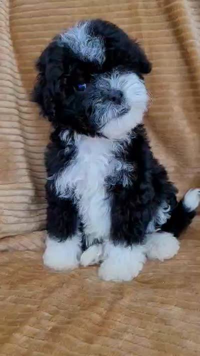 Benji, a male Poodle - Miniature  for sale in Fontana, CA – 8 of 8