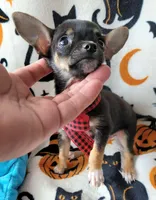 TEACUP TOBY, a male Chihuahua for sale in Fontana, CA – 6 of 8