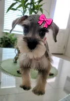 LEA , a female Miniature Schnauzer for sale in Fontana, CA – 2 of 4